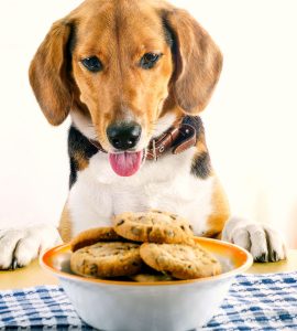 chocolate chip cookies beagle